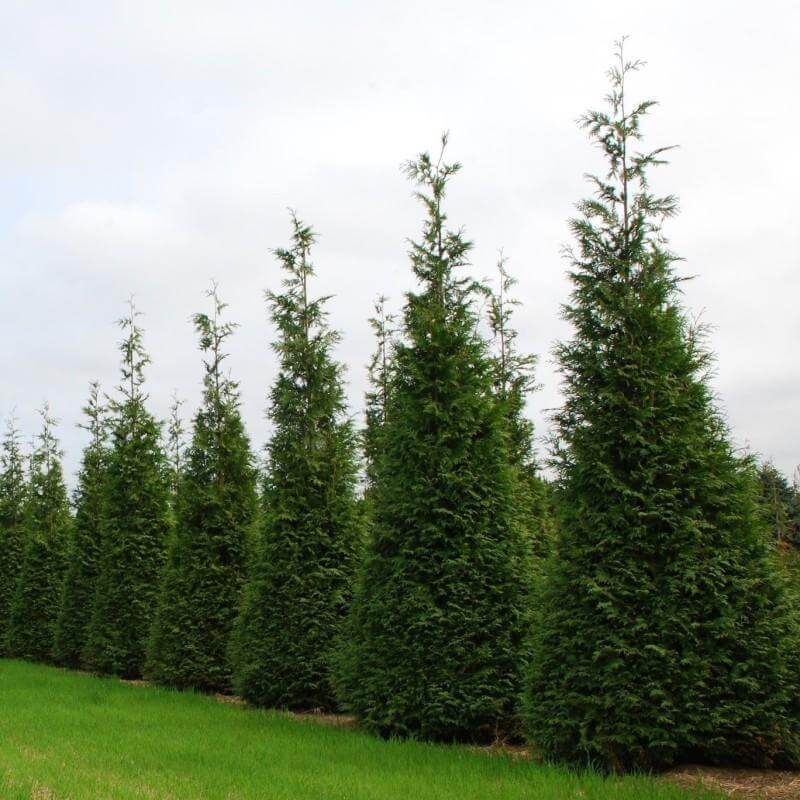 Shrubs & Trees Hedges & Privacy