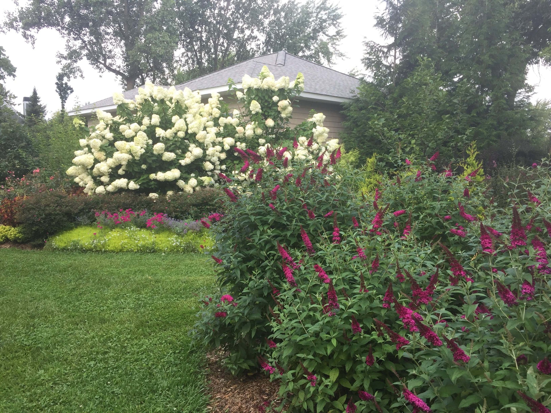 SHRUBS & TREES Proven Winners ColorChoice
