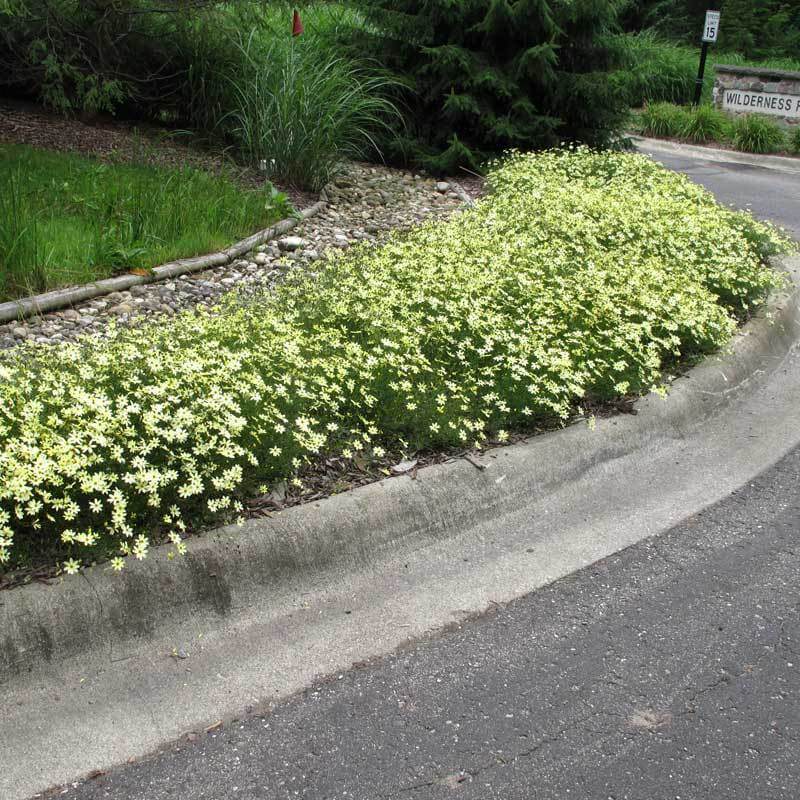 PERENNIALS Native