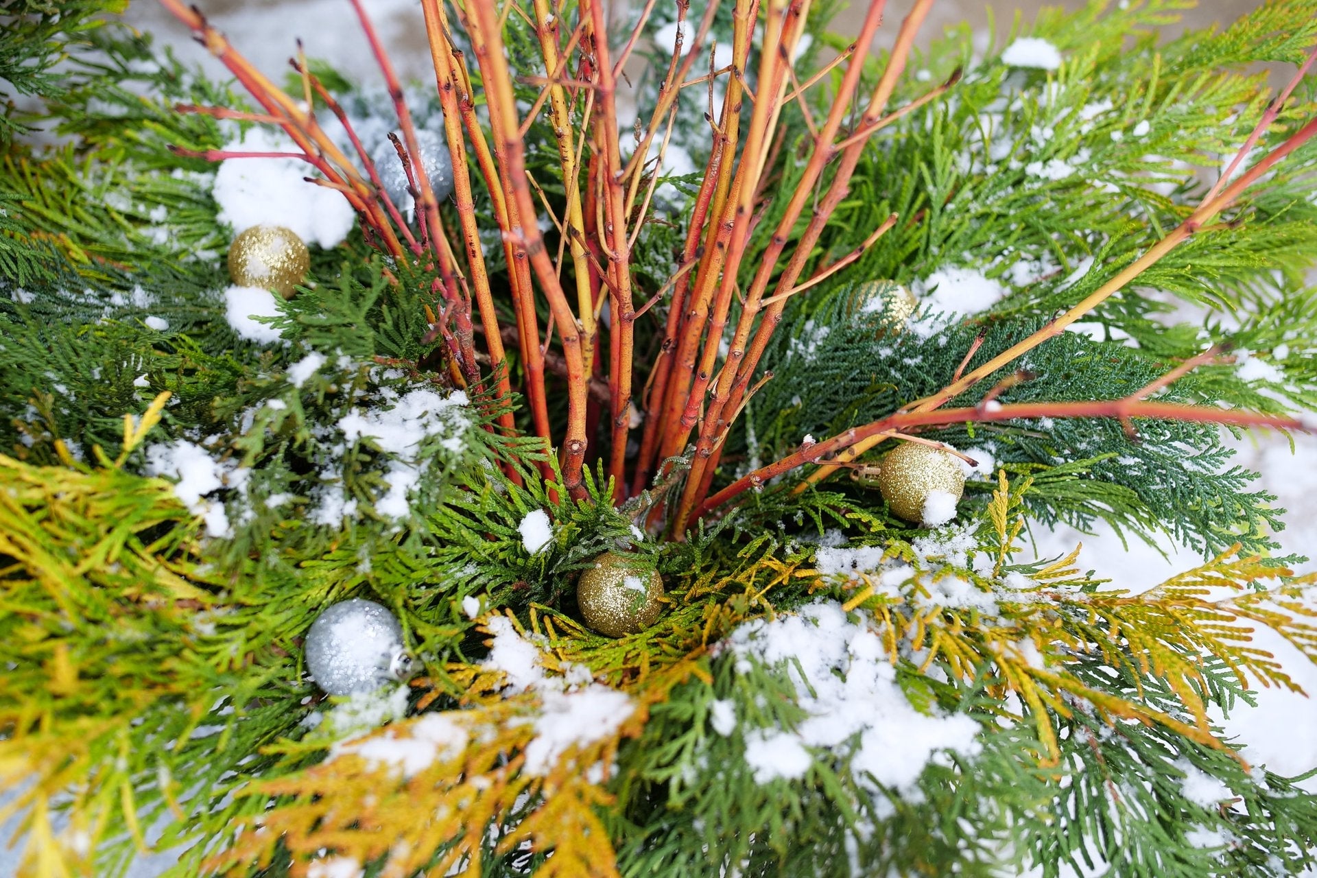 Cut branches