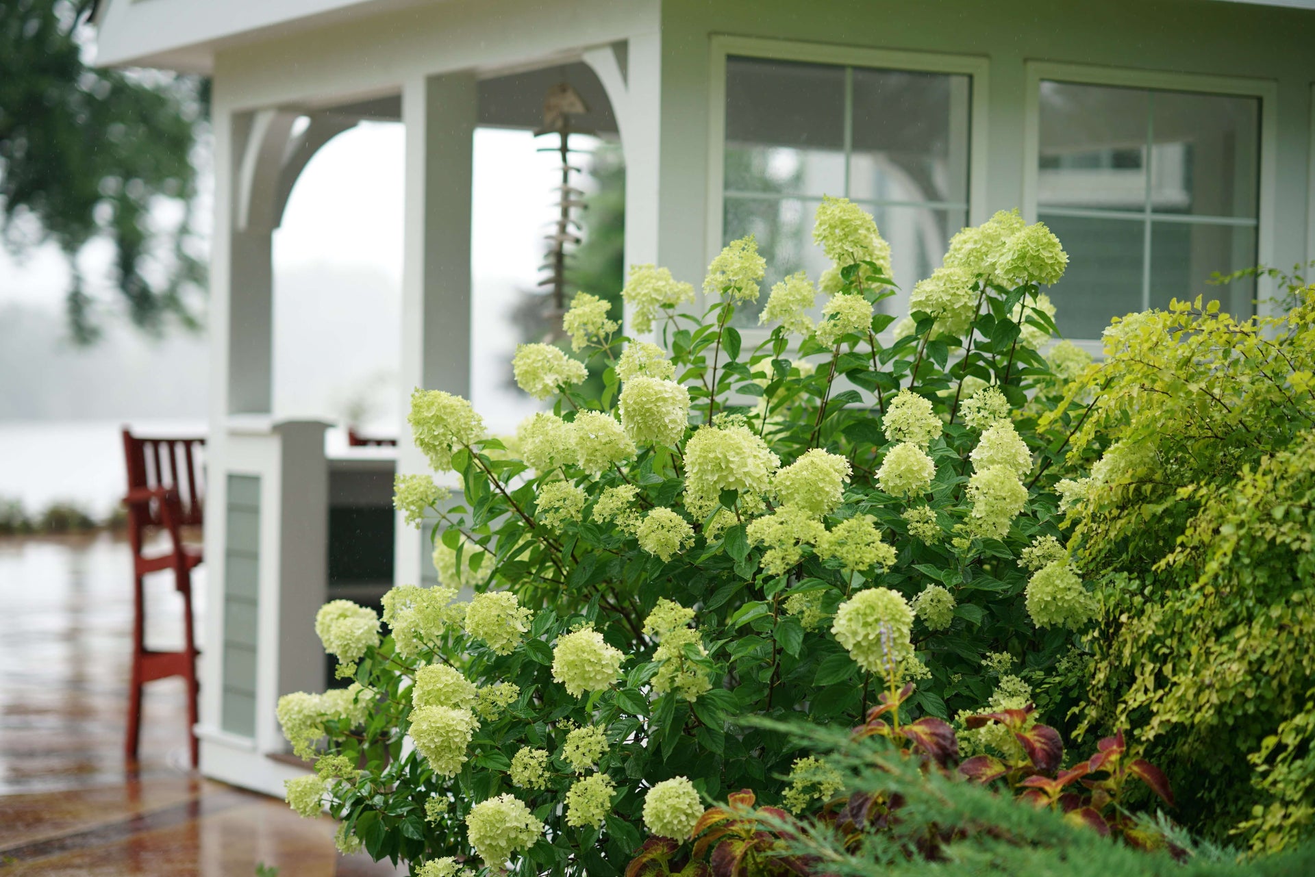 SHRUBS & TREES
