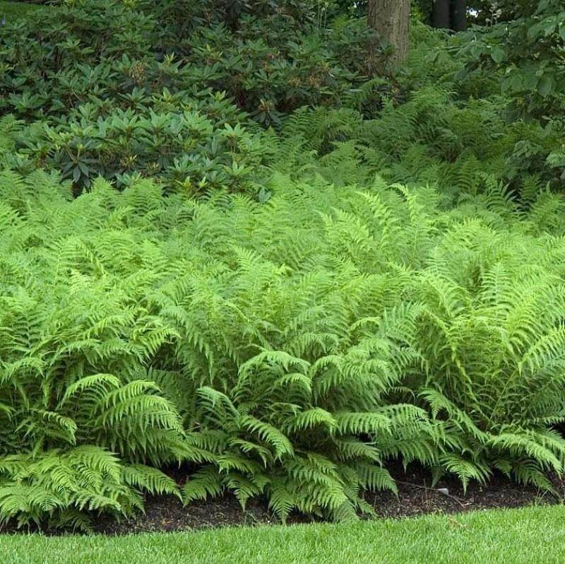 PERENNIALS Cold Tolerant