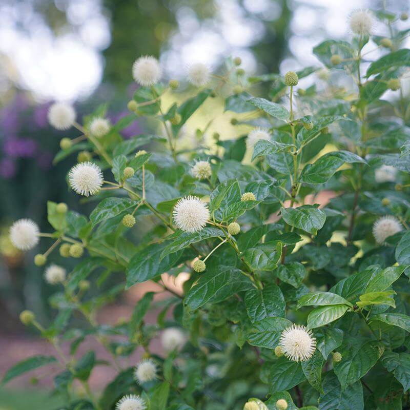 SHRUBS & TREES Native
