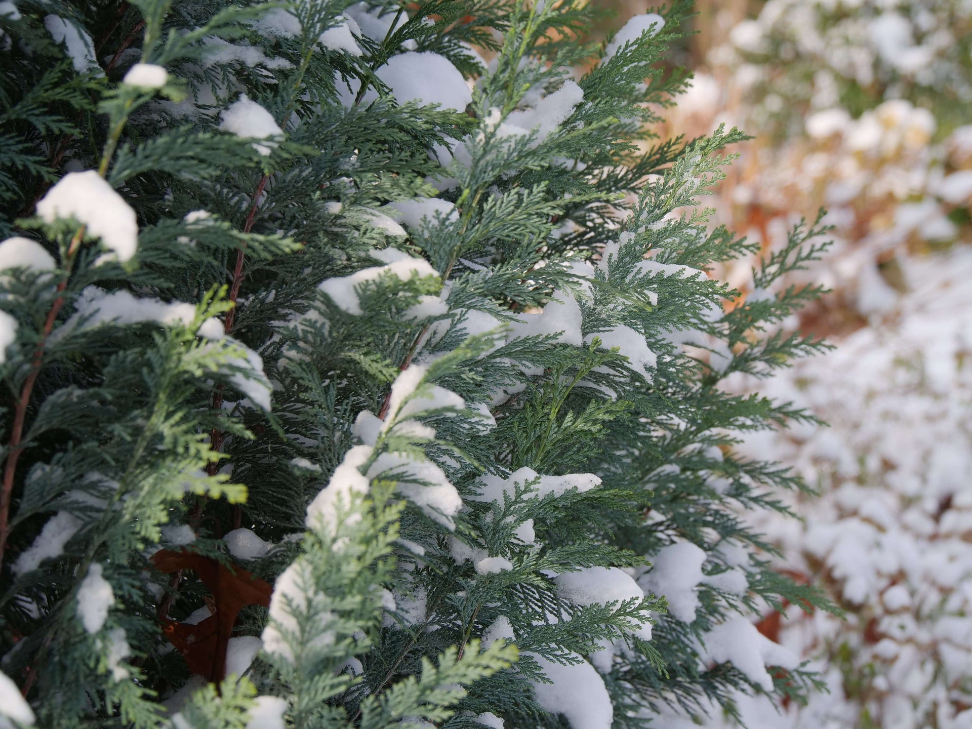 Evergreens