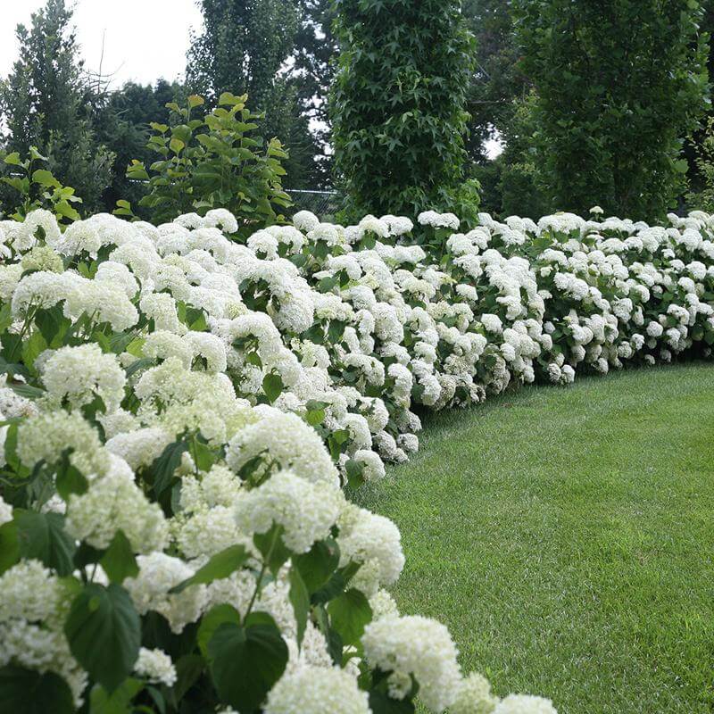 SHRUBS & TREES Cold Tolerant