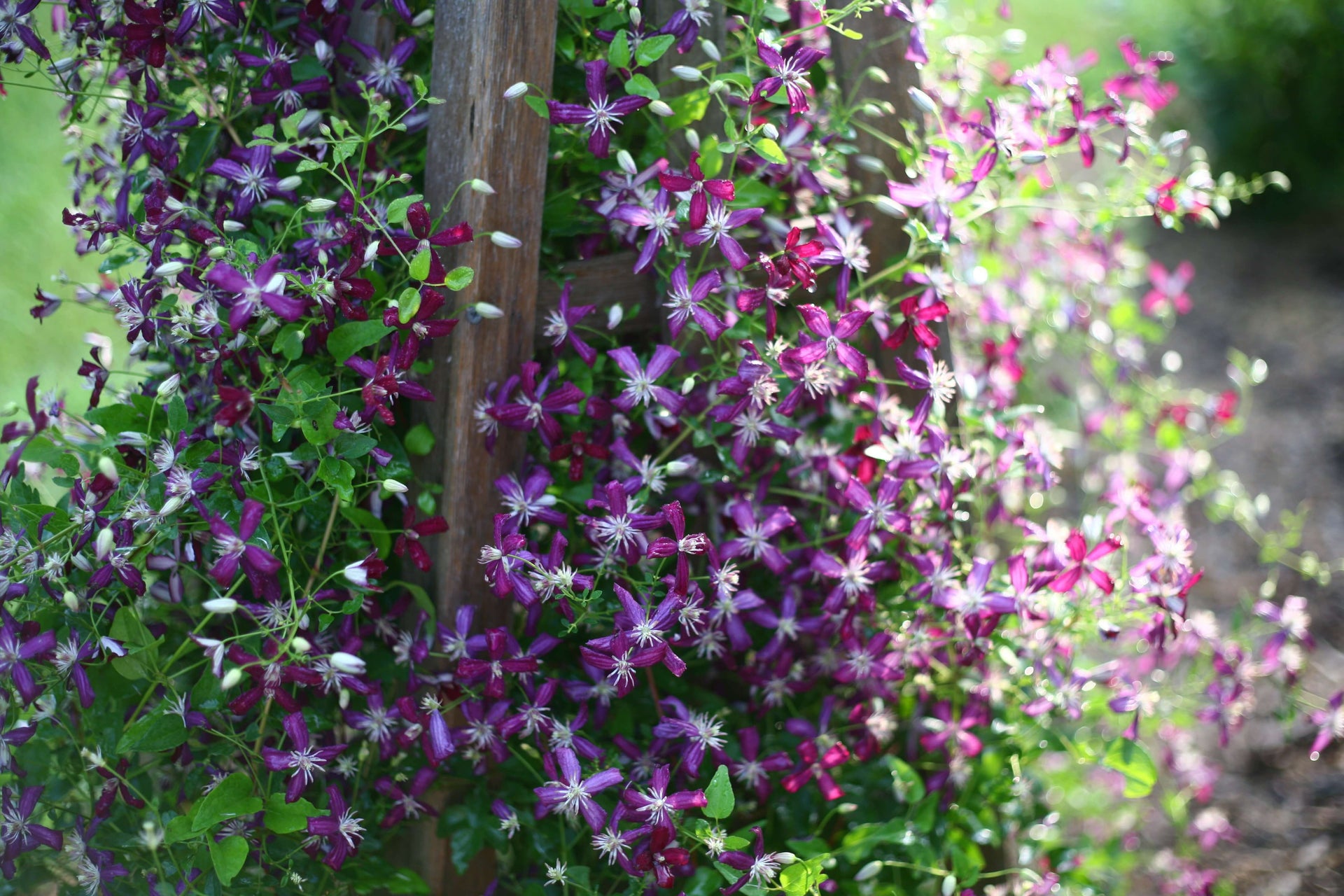 VINES & CLIMBERS