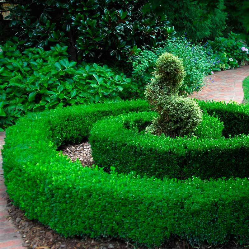 SHRUBS & TREES Evergreens