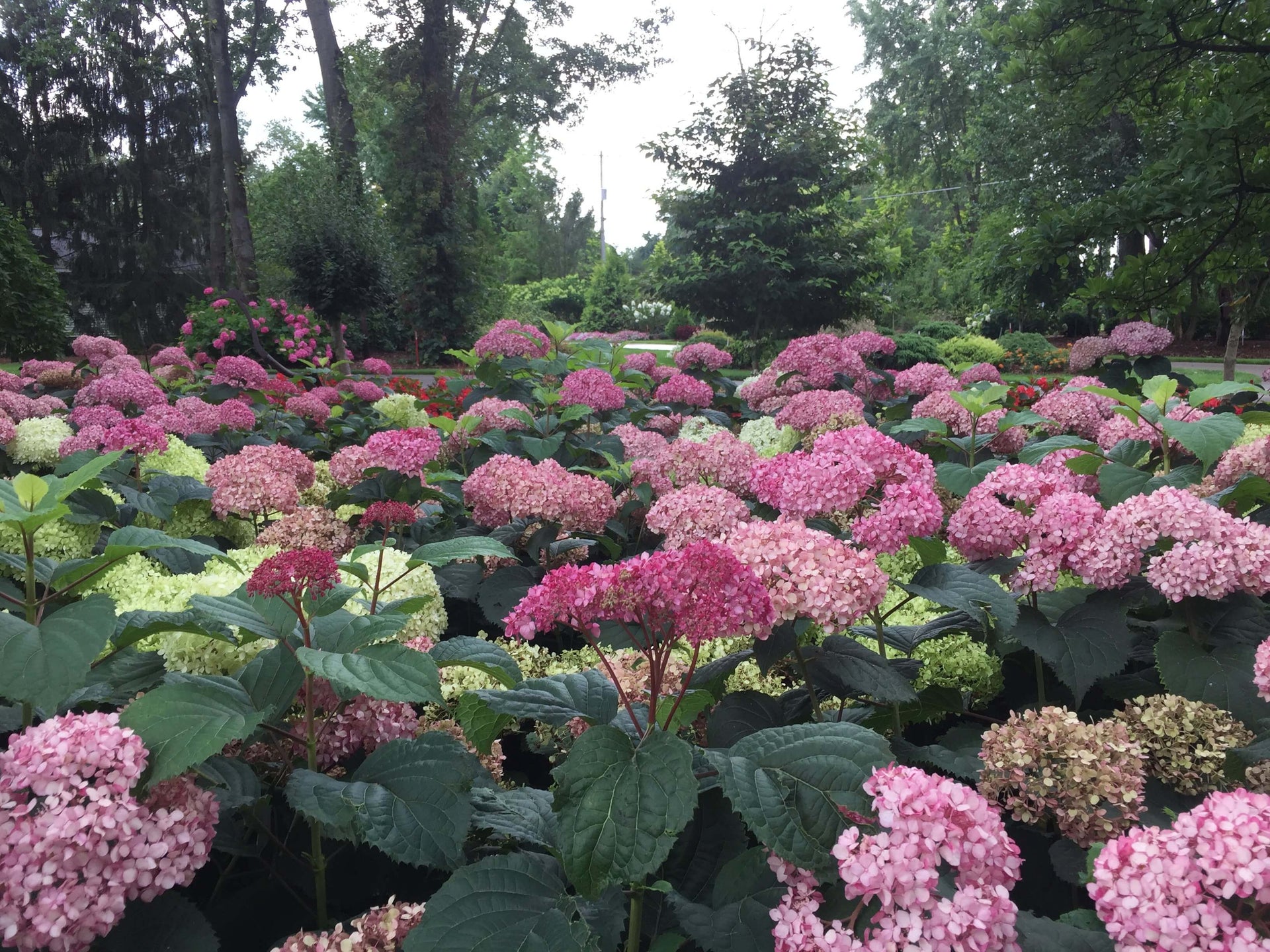 Hydrangeas