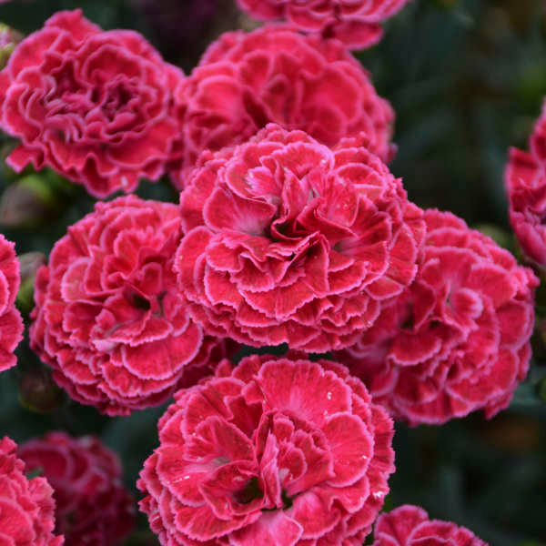 Fruit Punch Raspberry Ruffle Dianthus has dozens of blooms at a time