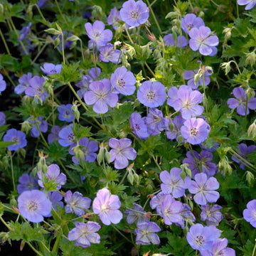 Rozanne Cranesbill is heat and drought tolerant