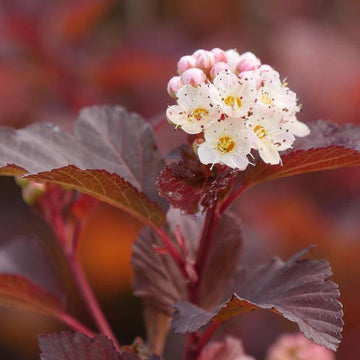 Ginger Wine® Ninebark