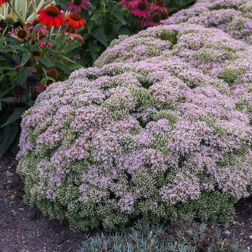 Rock 'N Round 'Pure Joy' Stonecrop has deep pink seed heads in the fall