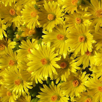 Gold Nugget Ice Plant dozens of 1 inch yellow flowers
