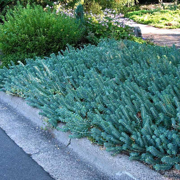 Blue Spruce Stonecrop is a steel blue foliage ground cover..