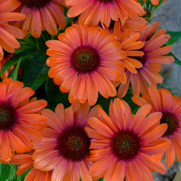 Color Coded™ 'Orange You Awesome' Coneflower are heat tolerant.