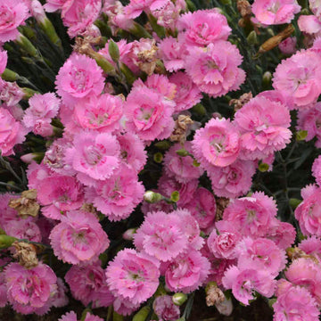 Fruit Punch Sweetie Pie Dianthus has cute pink blooms
