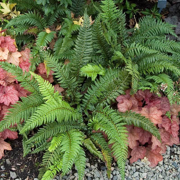 Korean Tassel Fern