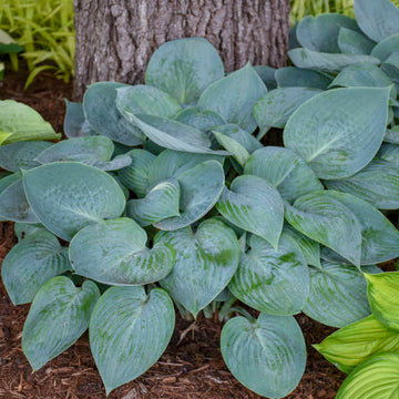 'Prairie Sky' Hosta