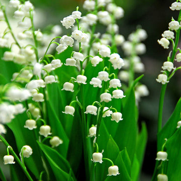 Lily of the Valley has white bell-shaped flowers that bloom in spring