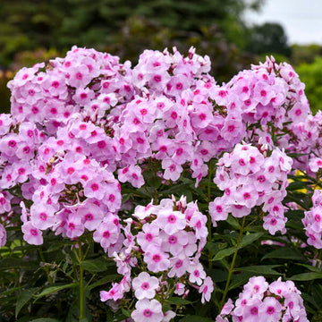 Luminary™ Opalescence Phlox has bright pink flowers