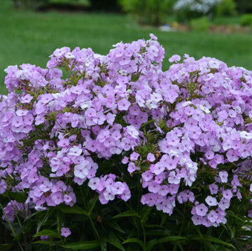 Opening Act Blush Hybrid Phlox have soft pink blooms and a magnet for pollinator.