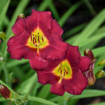 Hemerocallis Pardon Me is a compact daylily with red blooms