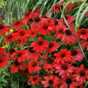 Sombrero Salsa Red Coneflower red coneflower with bright color