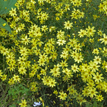 Moonbeam Tickseed adaptable to both dry and moist sites
