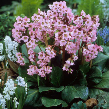 Winterglut Pigsqueak have lovely pink flowers that usher in the spring