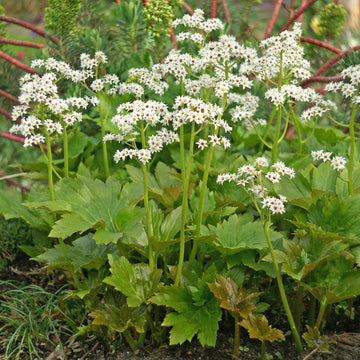 Red-leaf mukdenia is a unique ground cover for shade.
