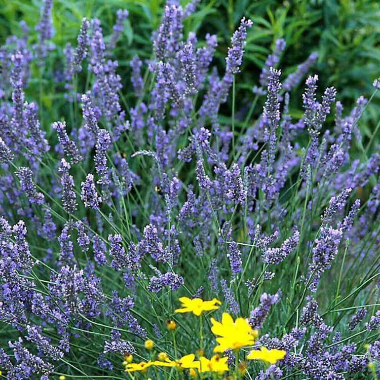 Grosso Lavender is extremely fragranced flowers and foliage