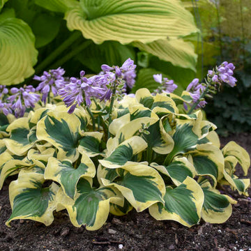 Mini Skirt Hosta is great for small spaces.