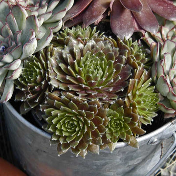 Jeanne d'Arc Hens & Chicks has geometric growth habit