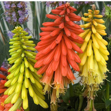 Flamenco Red Hot Poker Kniphofia plant has a mixture of shades from orange, yellow and red with nectar and attracting hummingbirds.  