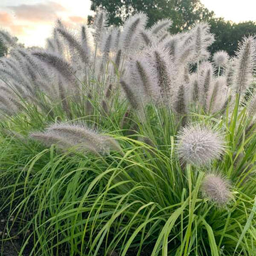 Prairie Winds® 'Lemon Squeeze' Fountain Grass has fluffy spikes of flowers in summer and fall.