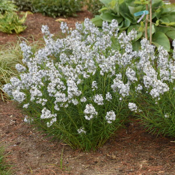 'String Theory' Bluestar (Amsonia String Theory) is easy to grow and deer resistant