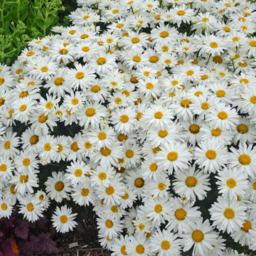 Whoops-A-Daisy Shasta Daisy are easy to grow and free flowering from summer to frost
