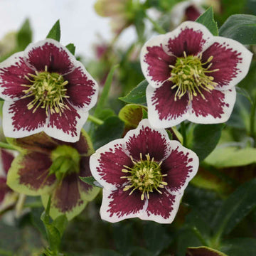 Honeymoon® Romantic Getaway Lenten Rose (Helleborus) is deer resistance