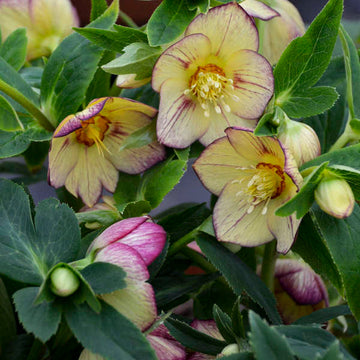 Honeymoon® Tropical Sunset Lenten Rose (Helleborus Honeymoon Series) is deer and rabbit resistant.