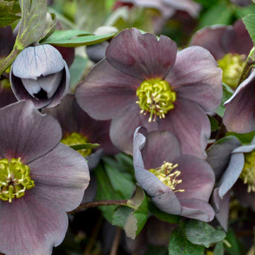 Honeymoon® Vegas Nights Lenten Rose (Helleborus Honeymoon Series) flowers color is slate gray and purple. 