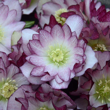 Wedding Party® Blushing Bridesmaid Lenten Rose (Helleborus Honeymoon Series) is easy to grow in challenging sites.