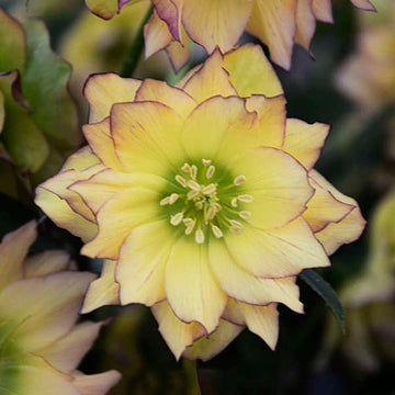 Wedding Party® First Dance Lenten Rose (Helleborus) Is easy to grow  shade perennial that is tolerant of drought and salt 