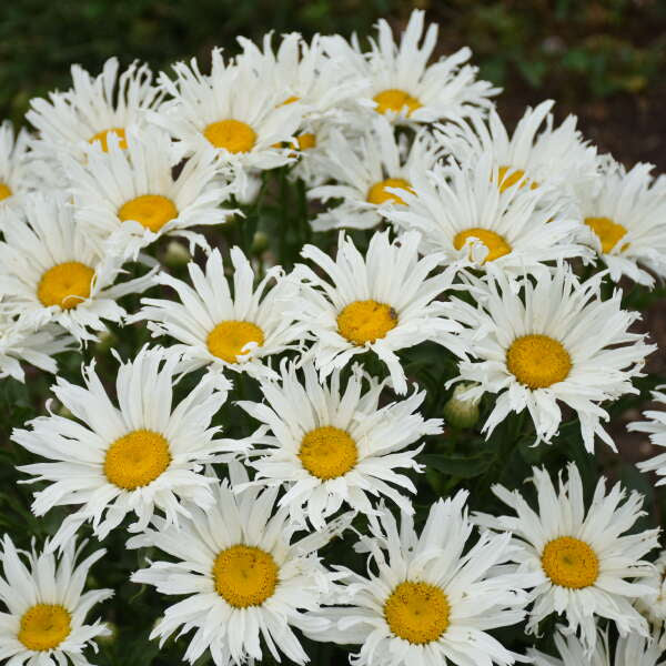 Amazing Daisies® 'Spun Silk' Shasta Daisy ( Leucanthemum) attracts bees and butterflies to the garden. 