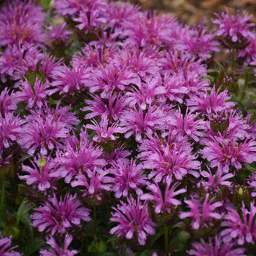 'Leading Lady Amethyst' Bee Balm (Monardo) is a magnet for bees, butterflies and hummingbirds.