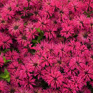 'Leading Lady Razzberry' Bee Balm (Monarda) flower is raspberry-pink and attract pollinators.