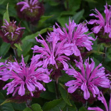 'Pardon My Lavender II' Bee Balm (Monarda) flower color is vibrant and attracts pollinators.