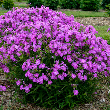 'Opening Act Romance' Hybrid Phlox (Phlox) is fragrant and it is ideal for cut arrangements. 
