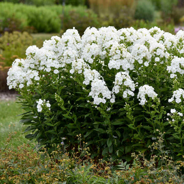 Luminary™ 'Backlight' Tall Garden Phlox (Phlox) is easy to grow native perennial 