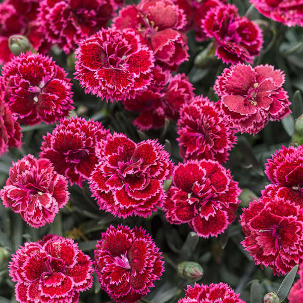 Fruit Punch Black Cherry Frost has showy red flowers graced with pink edges.