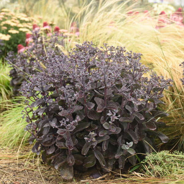 Rock 'N Grow® 'Back in Black' Stonecrop (Sedum) is drought, heat and salt tolerant. 